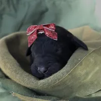 Annibell , a female Schnoodle for sale in Hamilton, TX – Photo 7 of 8