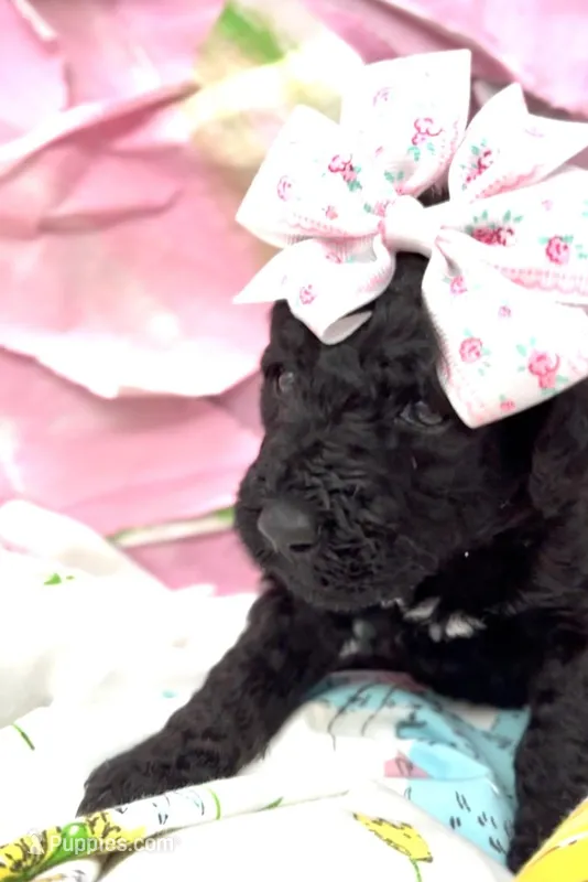 Annibell  – Schnoodle puppy for sale in Hamilton, TX