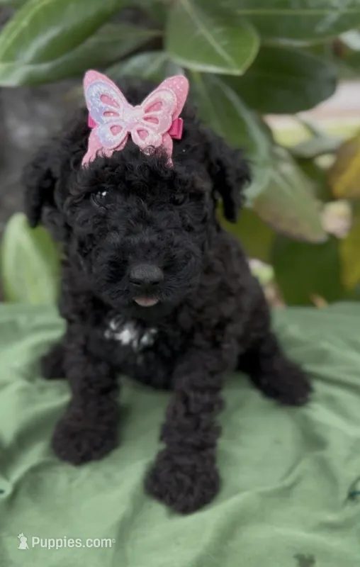 Annibell  – Schnoodle puppy for sale in Hamilton, TX
