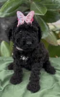 Annibell , a female Schnoodle for sale in Hamilton, TX – Photo 3 of 8