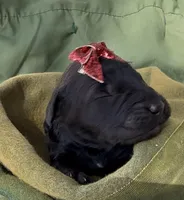 Annibell , a female Schnoodle for sale in Hamilton, TX – Photo 2 of 2