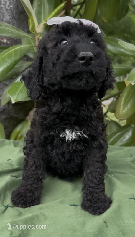 Annibell  – Schnoodle puppy for sale in Hamilton, TX