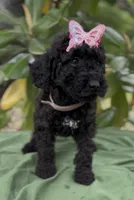 Annibell , a female Schnoodle for sale in Hamilton, TX – Photo 2 of 8