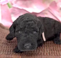 Annibell , a female Schnoodle for sale in Hamilton, TX – Photo 6 of 8