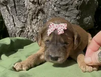 Emma , a female Afghan Hound and Poodle - Standard  for sale in Hamilton, TX – Photo 1 of 2