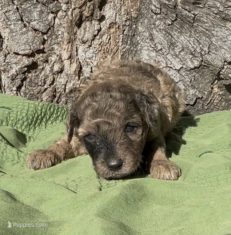 Presley – Schnoodle puppy for sale in Hamilton, TX