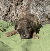 Presley, a male Schnoodle for sale in Hamilton, TX – 1 of 3