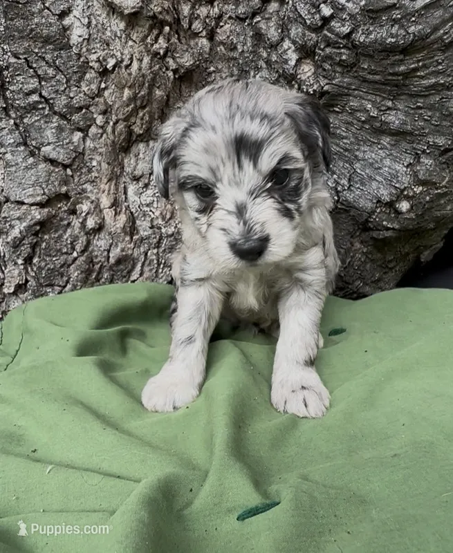 Preston  – Schnoodle puppy for sale in Hamilton, TX