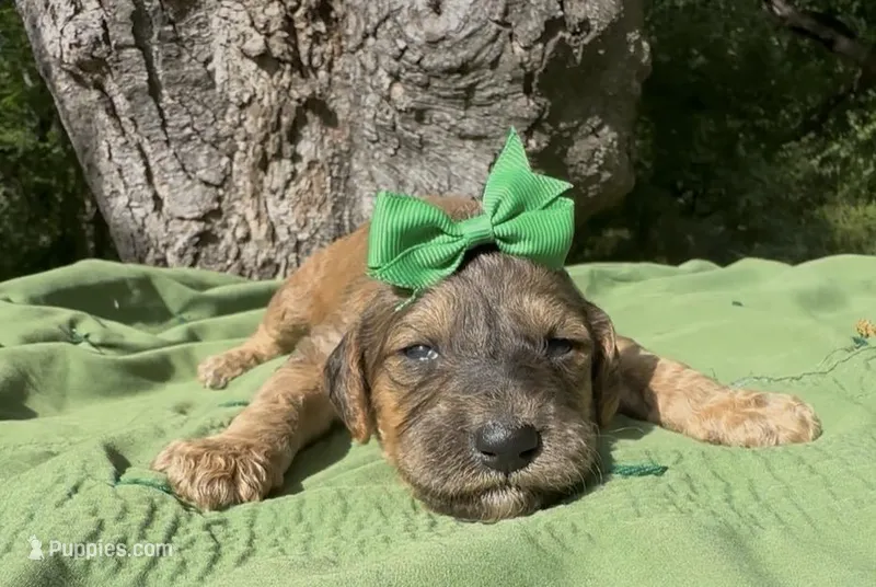 Emerey  – Afghan Hound, Poodle - Standard  puppy for sale in Hamilton, TX