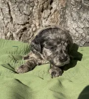 Parker, a male Schnoodle for sale in Hamilton, TX – 3 of 3