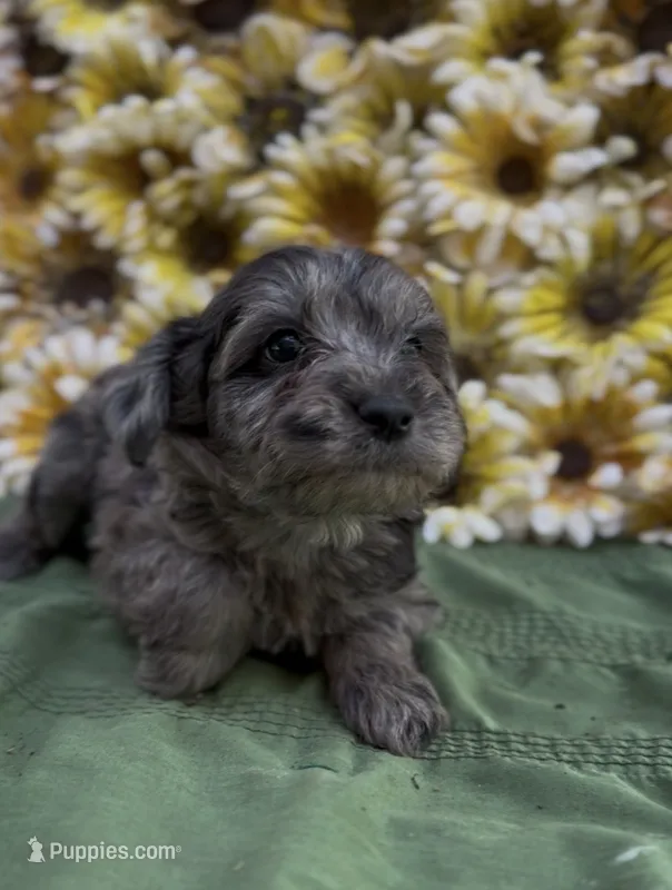 Zaid  – Schnoodle puppy for sale in Hamilton, TX