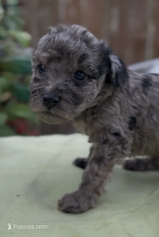 Maverick  – Schnoodle puppy for sale in Hamilton, TX