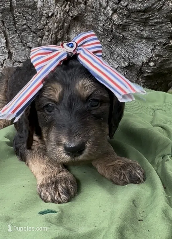 Erran  – Afghan Hound, Poodle - Standard  puppy for sale in Hamilton, TX