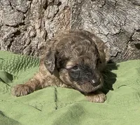 Presley, a male Schnoodle for sale in Hamilton, TX – 2 of 3