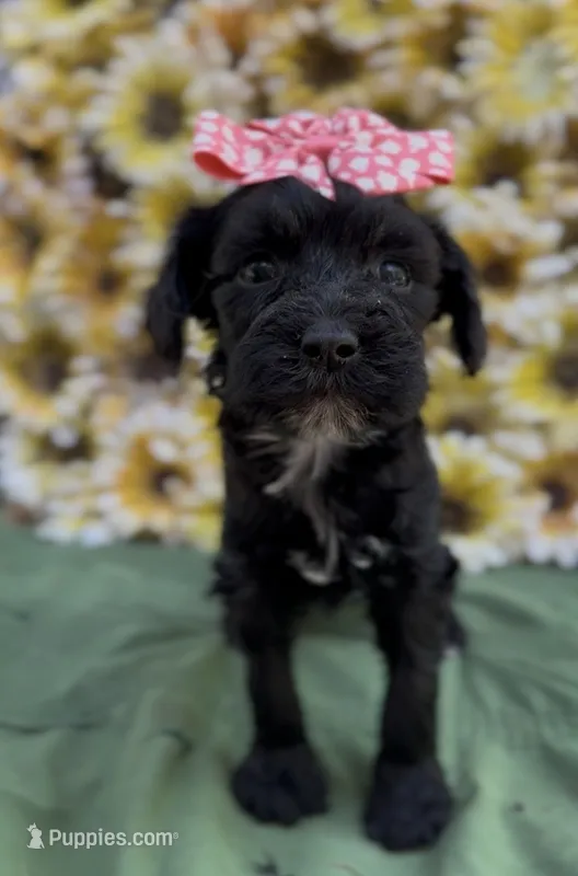 Zelda – Schnoodle puppy for sale in Hamilton, TX