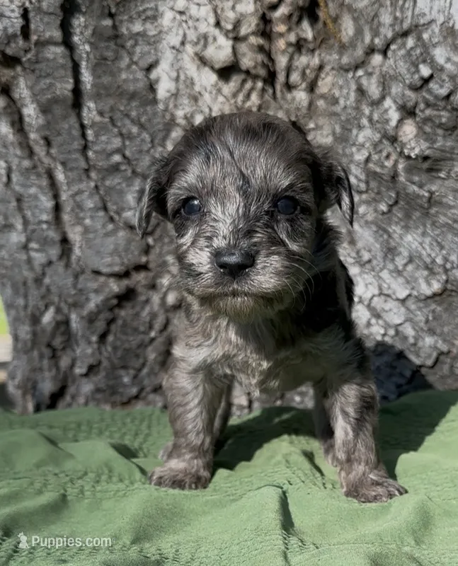 Zaid  – Schnoodle puppy for sale in Hamilton, TX