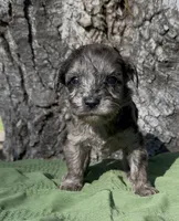 Zaid , a male Schnoodle for sale in Hamilton, TX – 1 of 3