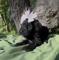 Zeva , a female Schnoodle for sale in Hamilton, TX – 2 of 3