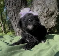 Zeva , a female Schnoodle for sale in Hamilton, TX – 3 of 3