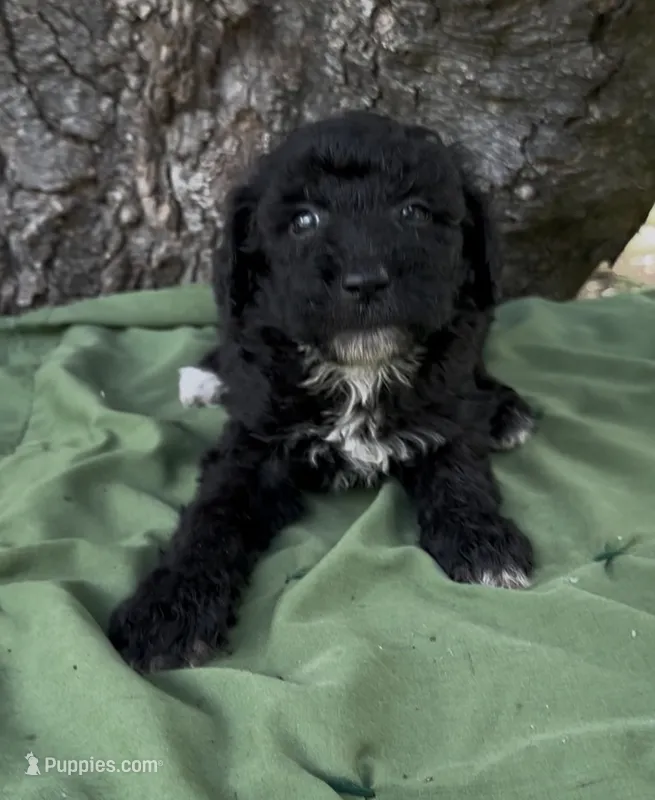 Zain – Schnoodle puppy for sale in Hamilton, TX