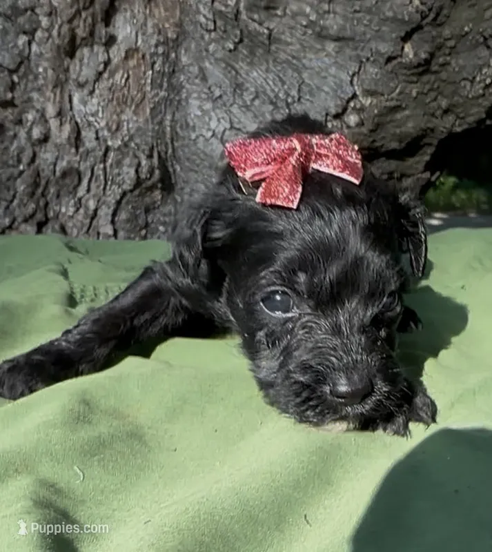 Zelda – Schnoodle puppy for sale in Hamilton, TX