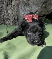 Zelda, a female Schnoodle for sale in Hamilton, TX – 1 of 1