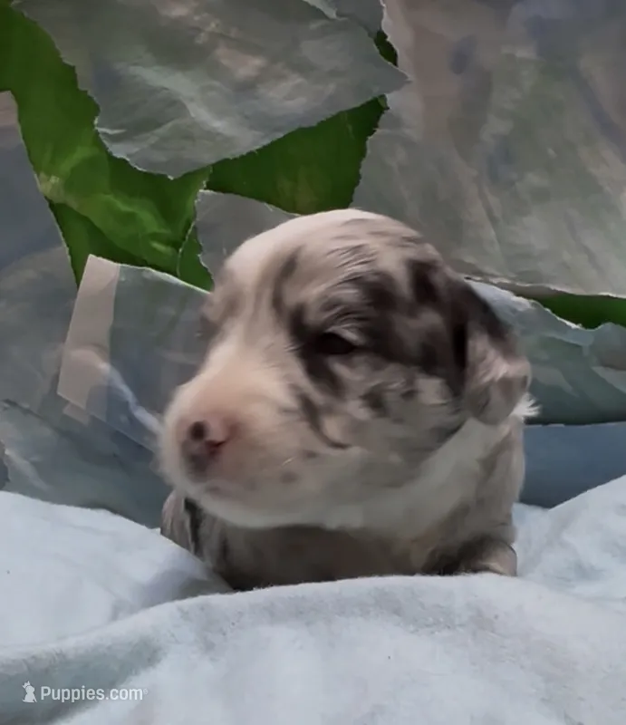 Bernard  – Schnoodle puppy for sale in Hamilton, TX