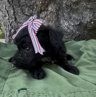 Zelda, a female Schnoodle for sale in Hamilton, TX – 5 of 6