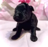 Frances, a female Schnoodle for sale in Hamilton, TX – 1 of 1