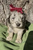 Pheobe, a female Schnoodle for sale in Hamilton, TX – 2 of 4