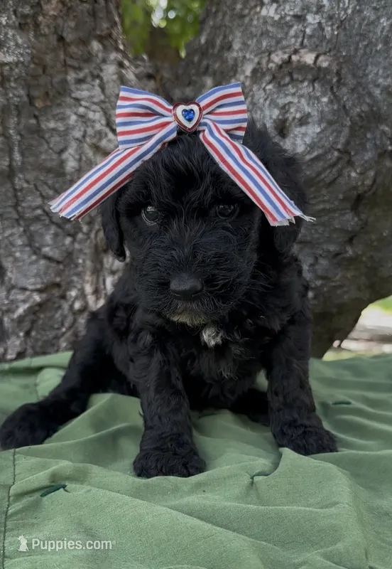 Zeva  – Schnoodle puppy for sale in Hamilton, TX