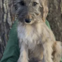 Halo, a male Afghan Hound and Poodle - Standard  for sale in Hamilton, TX – Photo 2 of 6