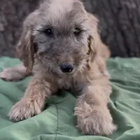 Halo, a male Afghan Hound and Poodle - Standard  for sale in Hamilton, TX – Photo 4 of 6