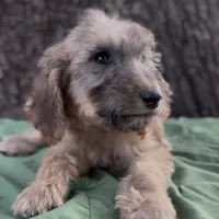 Halo, a male Afghan Hound and Poodle - Standard  for sale in Hamilton, TX – Photo 3 of 6