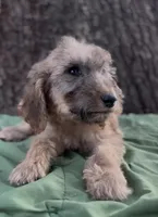 Halo, a male Afghan Hound and Poodle - Standard  for sale in Hamilton, TX – Photo 3 of 7