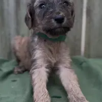 Halo, a male Afghan Hound and Poodle - Standard  for sale in Hamilton, TX – Photo 6 of 6