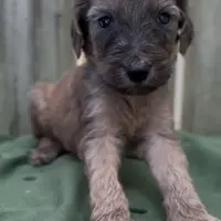 Halo, a male Afghan Hound and Poodle - Standard  for sale in Hamilton, TX – Photo 5 of 6