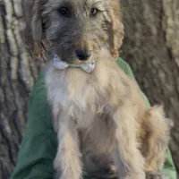Halo, a male Afghan Hound and Poodle - Standard  for sale in Hamilton, TX – Photo 1 of 6