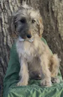Halo, a male Afghan Hound and Poodle - Standard  for sale in Hamilton, TX – Photo 1 of 7