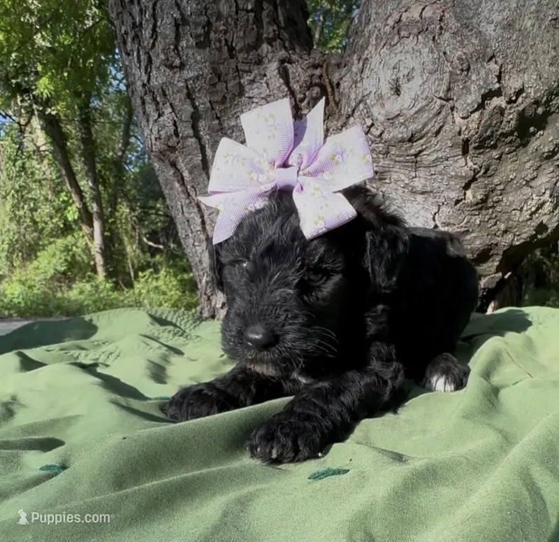 Zeva  – Schnoodle puppy for sale in Hamilton, TX
