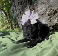 Zeva , a female Schnoodle for sale in Hamilton, TX – 1 of 3