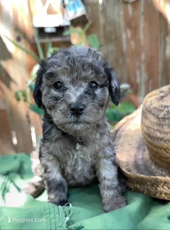 Maverick  – Schnoodle puppy for sale in Hamilton, TX