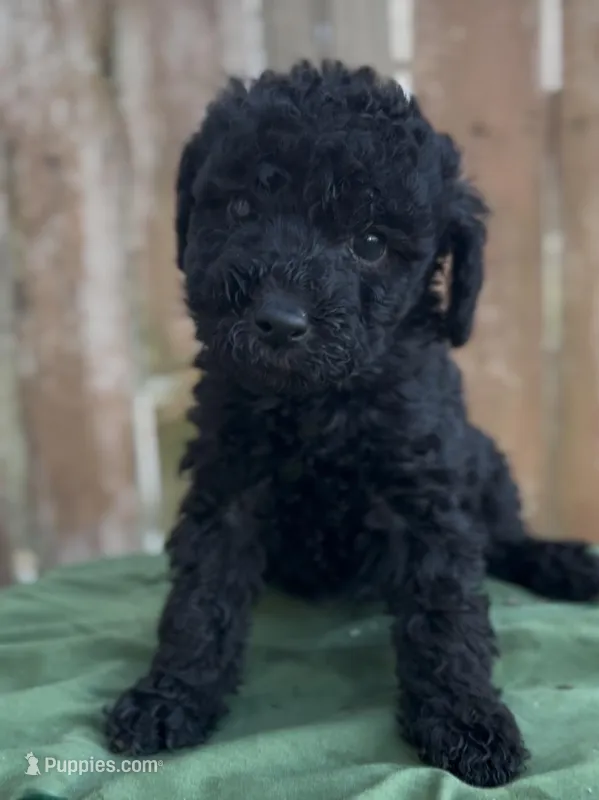 Adam – Schnoodle puppy for sale in Hamilton, TX