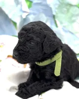 Adam, a male Schnoodle for sale in Hamilton, TX – Photo 3 of 5