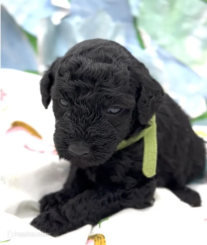 Adam – Schnoodle puppy for sale in Hamilton, TX