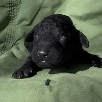 Adam, a male Schnoodle for sale in Hamilton, TX – Photo 5 of 5