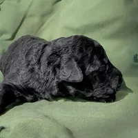 Adam, a male Schnoodle for sale in Hamilton, TX – Photo 4 of 5