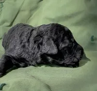 Adam, a male Schnoodle for sale in Hamilton, TX – Photo 1 of 2