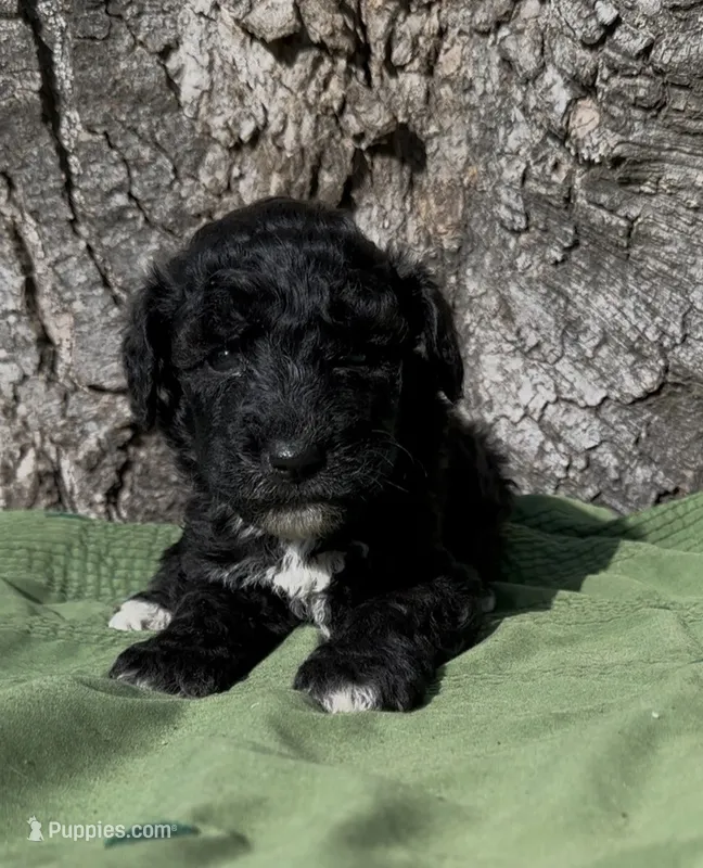 Zain – Schnoodle puppy for sale in Hamilton, TX