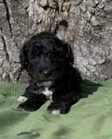 Zain, a male Schnoodle for sale in Hamilton, TX – 1 of 3